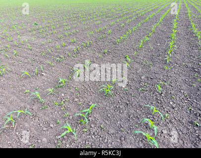 Field of young corn. Shoots of corn on the field. Fodder corn for silage. Stock Photo