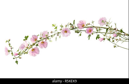 Pink hollyhock flowers Stock Photo
