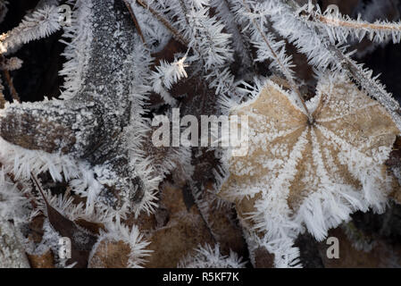 fallen dried leaves covered with hoarfrost Stock Photo