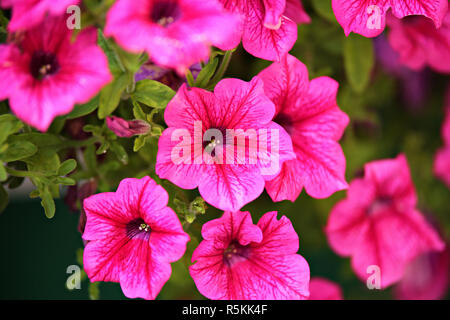 Petunia background. Flowers fmacro on green spaces. Stock Photo