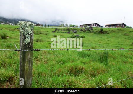 Cattle Farm in Kundasang Sabah Stock Photo