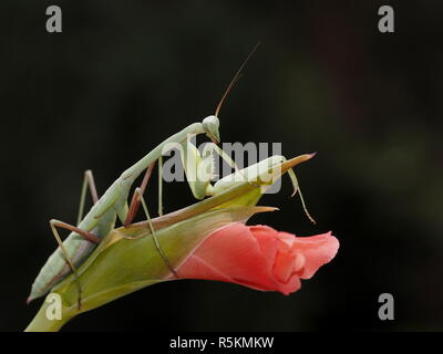 indian mantis - hierodula membranacea Stock Photo