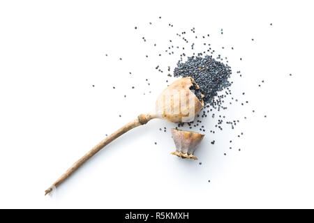 Opened poppy head and seed. Stock Photo