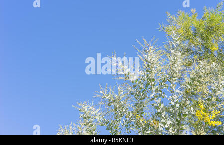 Australian wattle tree background with copy-space Stock Photo