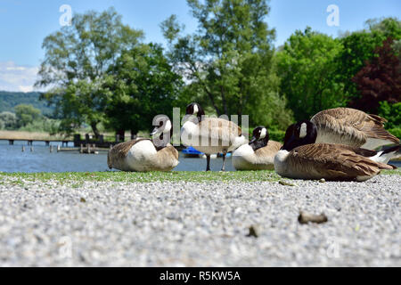 canada geese at the ammersee Stock Photo
