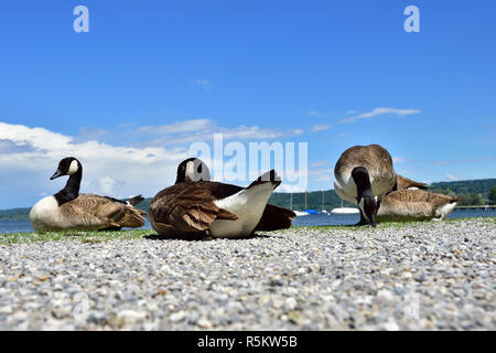 canada geese at the ammersee Stock Photo