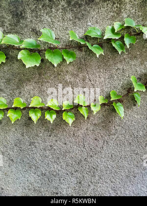 Two Branches of Boston Ivy, Parthenocissus tricuspidata, creeping on cement wall. Stock Photo