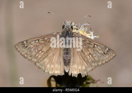 Rocky Mountain Duskywing, Gesta telemachus, male worn and tattered Stock Photo