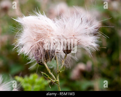 two fluffy white buds of wild milk thistle outside in field Stock Photo