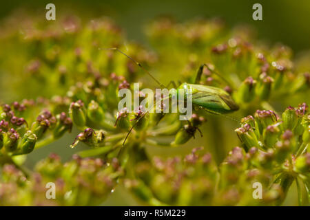green soft bug is sitting on a flower dowel Stock Photo