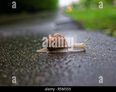 big snail crawling on the asphalt pavement, Moscow Stock Photo