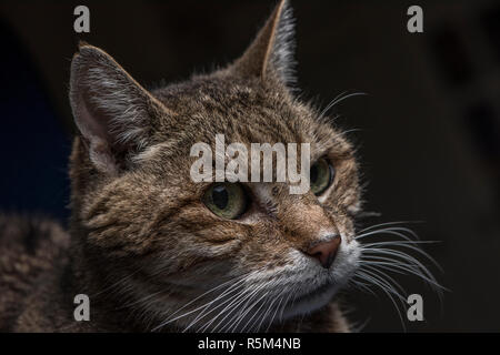 A tabby cat intently looking at something out of the frame of the photo. Stock Photo