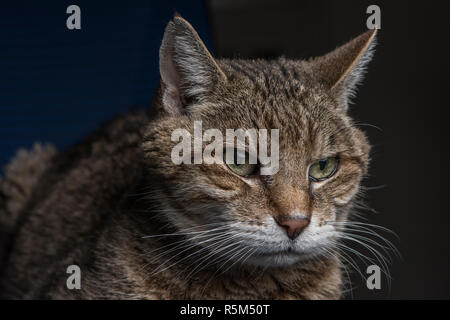 An old tabby cat looking grumpy and perhaps scheming about something. Stock Photo