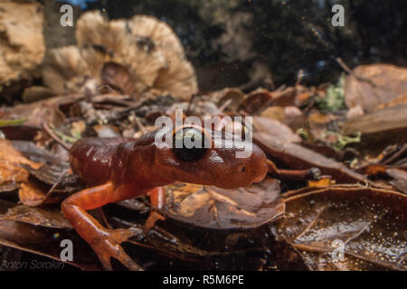 Yellow-eyed Ensatina (Ensatina eschscholtzii xanthoptica) only found in the Bay area it is a subspecies of the west coast salamander, Ensatina. Stock Photo