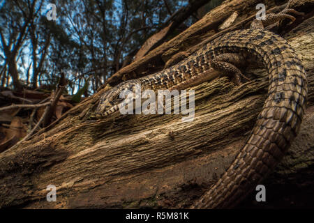 San Francisco Alligator Lizard (Elgaria coerulea coerulea), a subspecies of the Northern alligator lizard, which is endemic to the Bay area in CA. Stock Photo