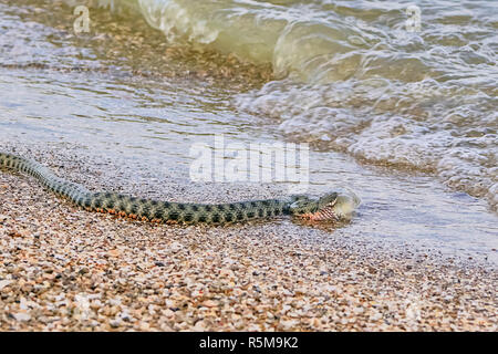 Snake River Natrix reptile Stock Photo