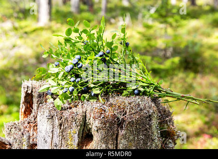 Bush of a ripe blueberry on the blurred background Stock Photo