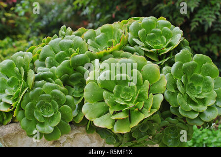 succulent plants in a garden (Crassulaceae, maybe Echeveria sp.) Stock Photo