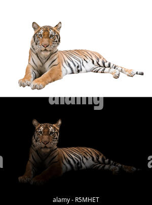 bengal tiger in the dark and white background Stock Photo