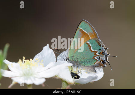 Juniper Hairstreak, Callophrys gryneus, on Apache Plume, Fallugia paradoxa