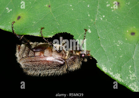 May Beetle, Phyllophaga sp., feeding on Eastern Redbud, Cercis canadensis, leaf at night Stock Photo