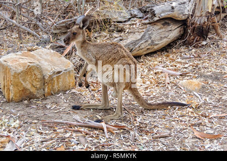 Kangaroo - Wilpena Pound Stock Photo