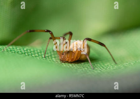 Brown widow spider make sac for its eggs with green background Stock Photo