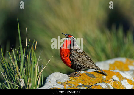 long tailed meadowlark sturnella loyca falklandica standing on rock calling carcass island falkland islands Stock Photo