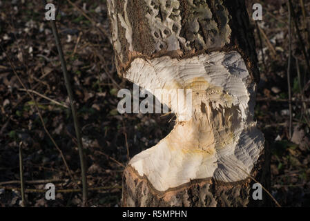 tree trunk with marks of beaver teeth on sunny day Stock Photo