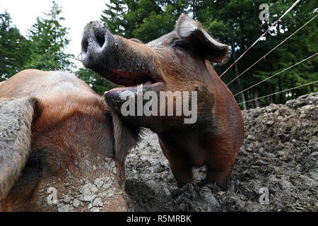 wide angle shot of a brown domestic pig. the muzzle and nose of a pig in the dirt Stock Photo