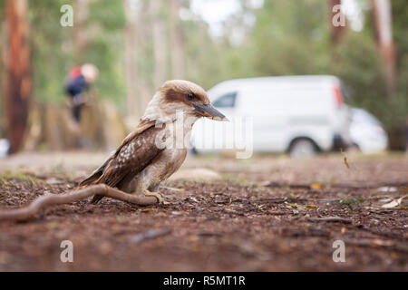 Kookaburra on the ground on blurred background closeup Stock Photo