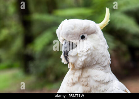 Sulphur-crested cockatoo extreme closeup portrait on blurred background Stock Photo