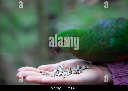 Closeup of green parrot eating on female hand Stock Photo