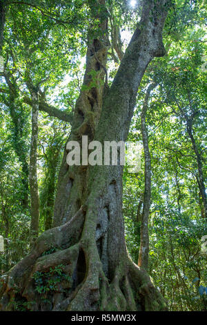 Antarctic beech tree Nothofagus Moorei in the rainforest in Springbrook national park,Gold coast hinterland,Queensland,Australia Stock Photo