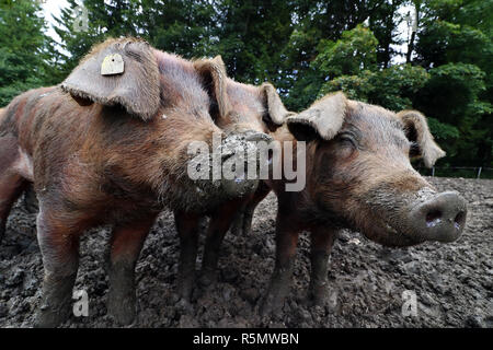 young brown pigs in free range. pigs feel comfortable in the mud Stock Photo