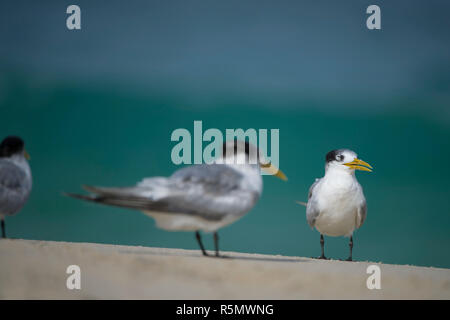 portrait of crested tern sterna bergii standing on beach front on moore river national park western australia Stock Photo