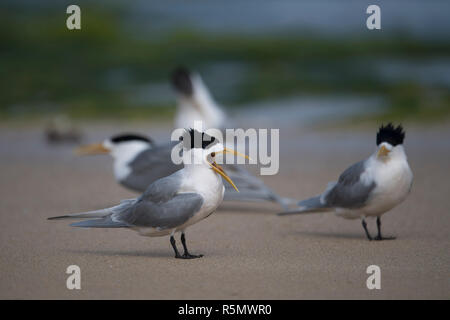crested tern sterna bergii standing on beach side on mouth open calling penguin island nature reserve western australia Stock Photo
