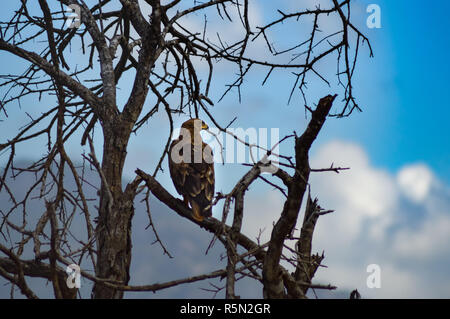 Eagle ravisher on a tree in the savanna Stock Photo