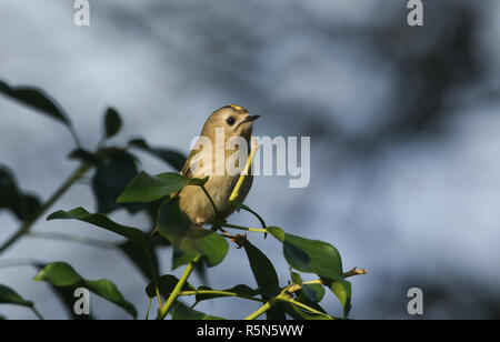 A pretty Goldcrest (Regulus regulus) perching on ivy leaves searching for insects to eat. Stock Photo