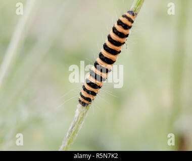 Beautiful crawling yellow and black caterpillar on grass macro in field - Cinnabar Moth - Tyria jacobaeae Stock Photo