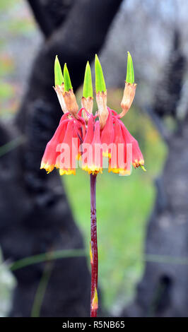 Christmas Bells, Blandfordia nobilis, family Blandfordiaceae, growing amongst burnt and blackened trees following a bushfire, Royal National Park, NSW Stock Photo