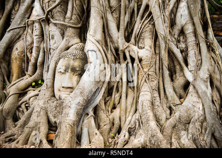 Wat Mahathat's head of Buddha tightly bound by a Banyan fig tree in Ayutthaya, Thailand. Stock Photo