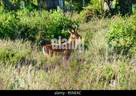 Impala isolated grazing Stock Photo