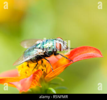 Macro of a fly on a red flower blossom Stock Photo