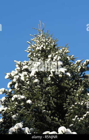 Closeup of high fir tree at snow on background with blue sky Stock Photo
