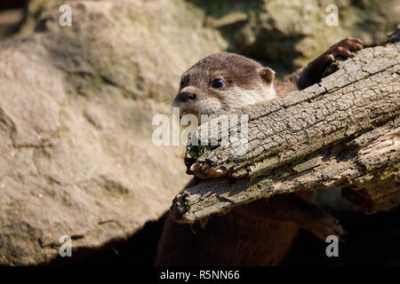 European otter family (Lutra lutra) Stock Photo