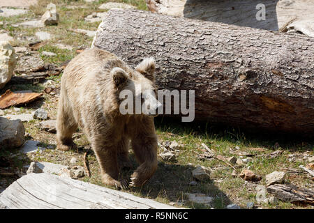 Himalayan brown bear (Ursus arctos isabellinus) Stock Photo