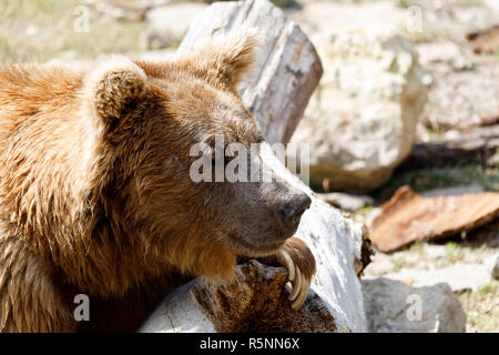 Himalayan brown bear (Ursus arctos isabellinus) Stock Photo