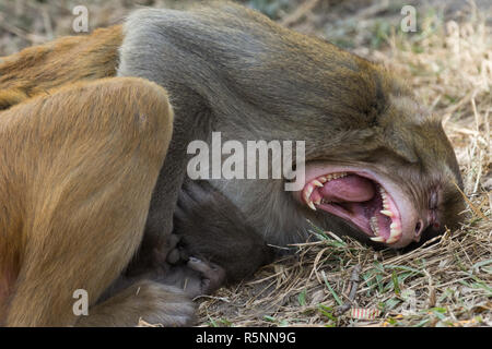 Rhesus Macaque (Mucaca Mulatta) monkey yawning, Swayambhunath or Monkey Temple, Kathmandu, Nepal Stock Photo