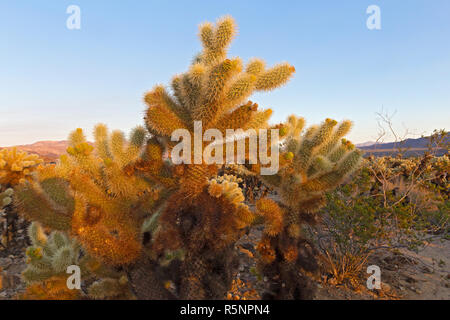 Teddy-bear cholla shrub at sunset. Cholla Cactus Garden surrounded by mountains chain at sunset in Joshua Tree National Park, California USA. Stock Photo